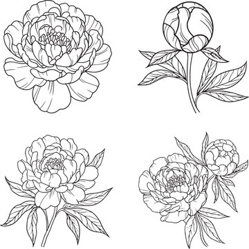 Peony flower Outline set vector illustration isolated On Transparent Background