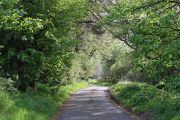 Countryside lane in summer surrounded by trees