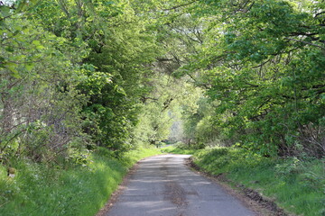 Countryside lane in summer surrounded by trees