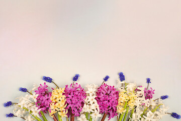 Beautiful banner of different varieties of hyacinths and muscari. Abstract flower arrangement for...
