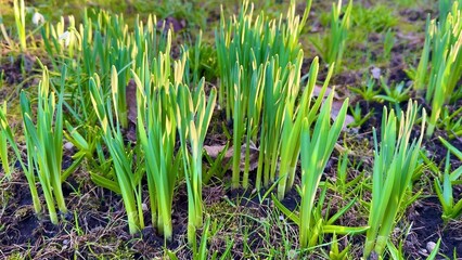 Emerging Green Shoots in the Early Spring Garden Indicate a Flourishing New Season Ahead