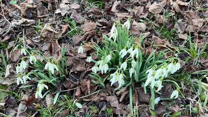 Snowdrops Are Blooming Beautifully Among the Fallen Leaves in the Early Spring Season