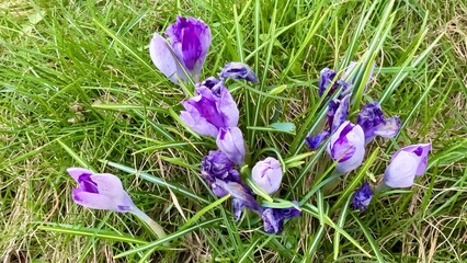 Admiring the Beautiful Purple Crocuses That Are Blooming Gracefully in the Grass