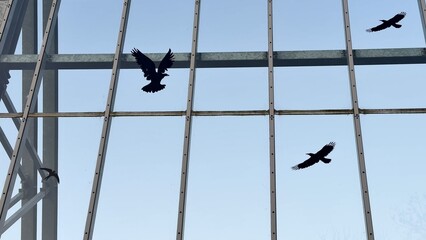 Silhouettes of Birds Gliding Through a Beautifully Designed Glass Structure in the Sky