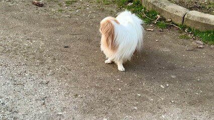 Adorable small dog happily playing outdoors in a vibrant park, enjoying the sunny day