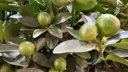 Vibrant Fresh Citrus Fruits Majestically Growing on the Tree, Full of Life and Flavor