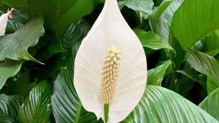 An Elegant Peace Lily Bloom Gracefully Surrounded by Lush Green Foliage and Plants