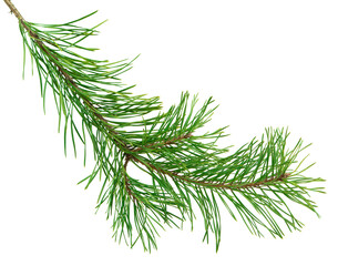 Spruce branch on white background. Christmas holidays mood.  Pine Branches. Spruce leaves.  New Year concept. close up