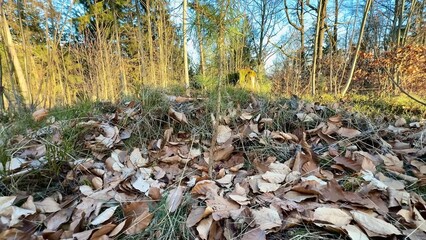 The Autumn Leaves Gracefully Adorn the Forest Path During the Enchanting Golden Hour