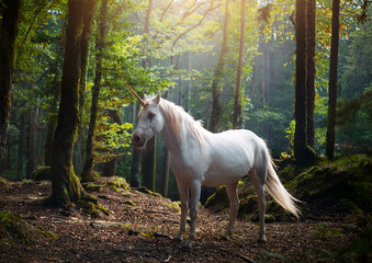 white unicorn in the woods