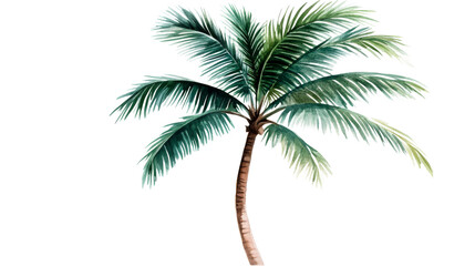 Single palm tree with watercolor style leaves and trunk, cut out transparent