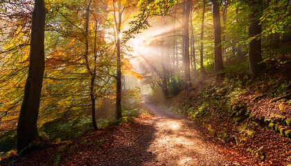 Obraz premium sunbeams through the trees primeval forest during the autumn season road or footpath in the forest