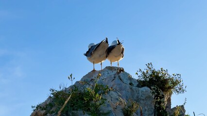 Seagulls are elegantly perched on a rock, framed by a beautifully clear sky above them