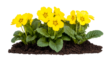 Yellow Viola blooms growing from soil, cut out transparent