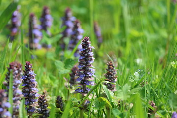 Ajuga reptans – Blooming Bugleweed Groundcover with Purple-Blue Flowers in Spring Garden