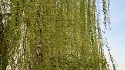 Obraz premium A Graceful and Elegant Willow Tree with Lush Green Foliage Beneath a Bright Blue Sky
