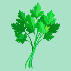 parsley isolated on white background