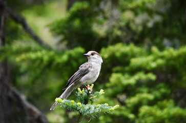 A Grey Jay or also known as a Canada Jay on Vancouver Island, BC, Canada