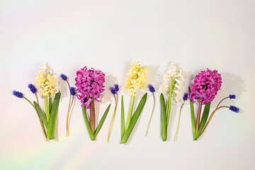 Abstract flower arrangement. Beautiful banner of different varieties of hyacinths and muscari, template for design and screen. Spring card, business card for product display, gift for loved ones.