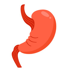 Human stomach cartoon stylized vector illustration. Anatomical organ stomach muscular digestion symbol on white background. Drawing human stomach for medical infographic, children simple style design