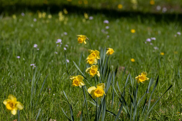 Vibrant daffodil flowers blooming in a lush field during spring at springtime
