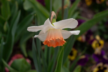 A closeup of a vibrant daffodil flower in full bloom at springtime