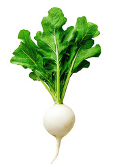 White radish with vibrant green leaves