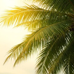 Fototapeta premium palm tree leaves against the sun