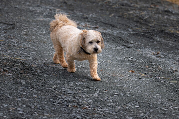 Lhasa Apso wandering 