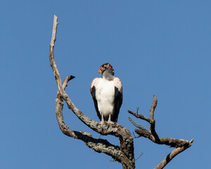 Urubu-rei
King Vulture
 Sarcoramphus papa