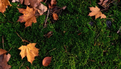Autumn Leaves on Mossy Ground