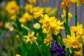 Fototapeta premium Blooming narcissus in the spring garden 