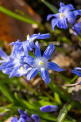 many blue flowers of the star hyacinth on a meadow at springtime