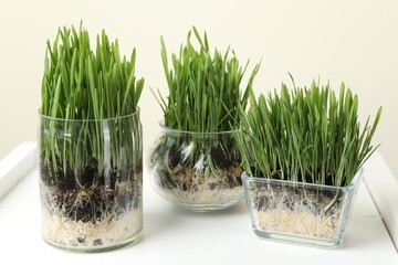 Wheat grass in transparent pots on white shelf against beige background