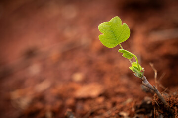 green sprout growing in the soil