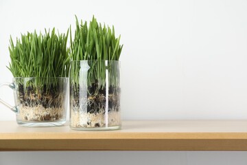 Wheat grass in transparent pots on wooden shelf near light wall. Space for text