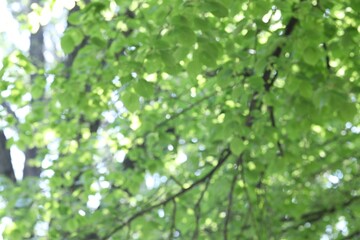 Blurred view of beautiful tree crown, closeup