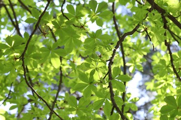 Beautiful tree crown with green leaves as background, closeup