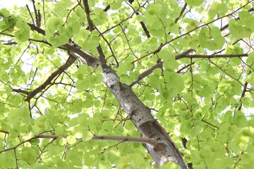 Beautiful tree crown with green leaves as background, low angle view