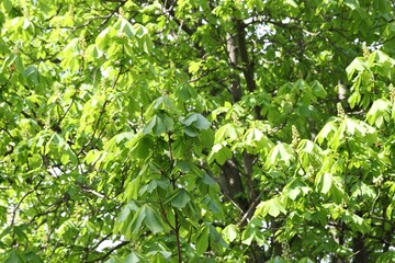 Beautiful tree crown with green leaves as background, closeup