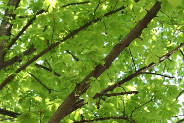 Beautiful tree crown with green leaves as background, closeup