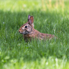 Rabbit eating and relaxing in the green grass