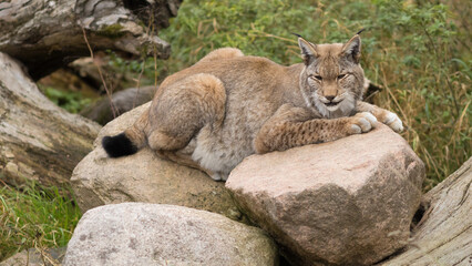 lying lynx, resting on stones, lynx lynx, eurasian, wild cat, carnivore, feline, lynx, mammal, hunter, wild