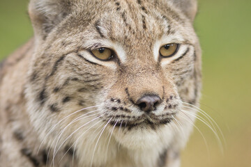 Fototapeta premium lynx face, lynx portrait, high quality, narrow, eyes, look, muzzle, wild cat, blurred background, real photo