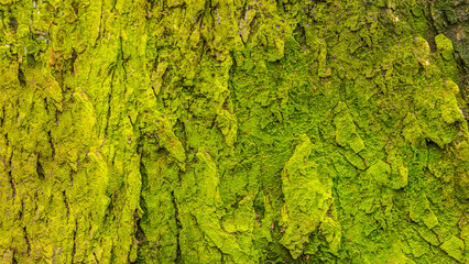 tree bark, green, structure, texture, pattern, surface, background, nature, tree