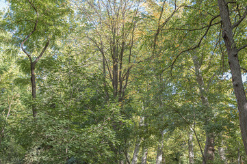 Autumn colors in a park