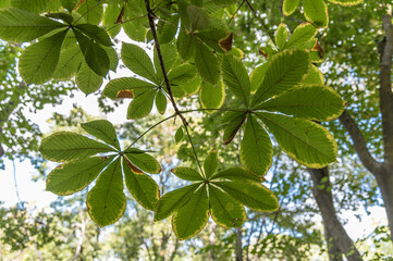 Horse chestnut tree in autumn