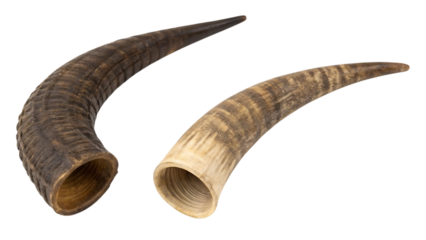 Two animal horns isolated, wildlife trophy on transparent background
