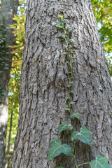 Ivy climbing a tree trunk