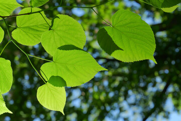 Fototapeta premium Backlit green linden leaves against a soft bokeh background, symbolizing spring, freshness, and natural beauty